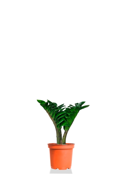 Замиокулькас Зензи 6/15 см