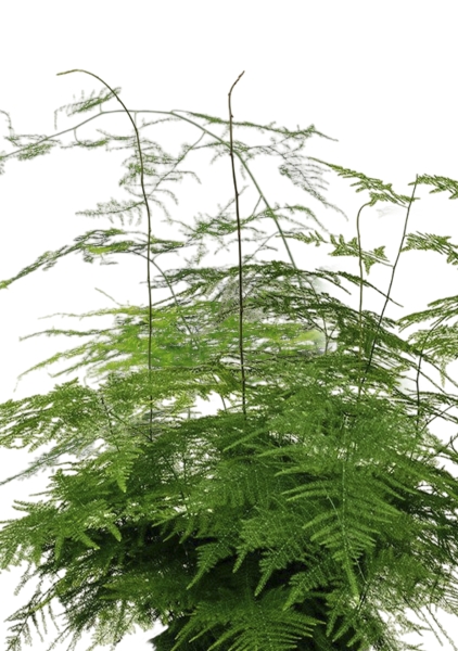 Аспарагус в ЗЕЛЕНАЯ СТЕНА Home Kit Color 15