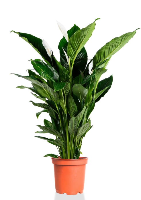 Спатифиллум Сенсейшн 24/130 см