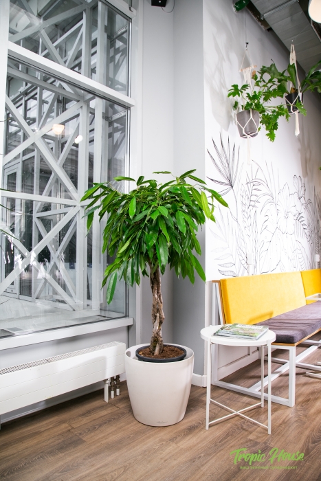 Фикус Амстел Кинг в CLASSICO COLOR 43