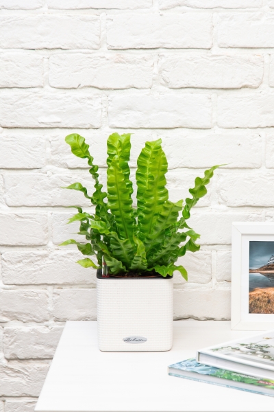 Асплениум Криспи Вейв 12/30 см