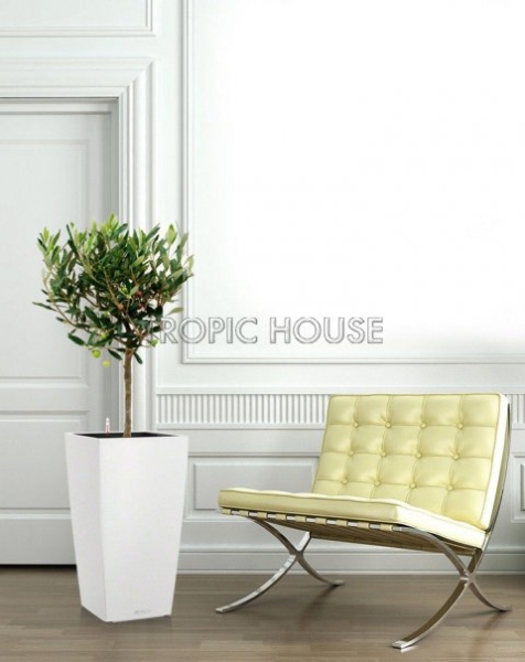 Олива в CUBICO COLOR 30 Олива в CUBICO COLOR 30