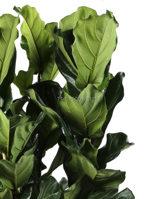 Фикус Лирата De Luxe в Classico 50