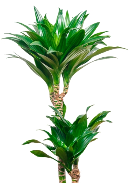 Драцена Компакта 2 ствола 17/60 см в CILINDRO 23