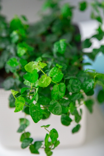 Фикус Пумила в CUBE COLOR 14