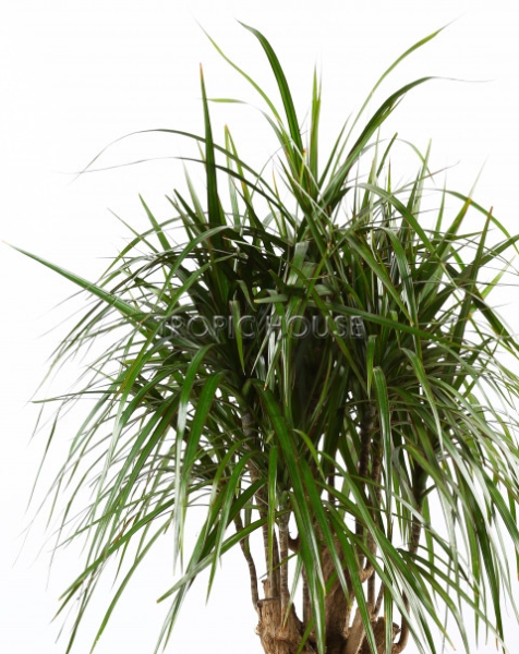 Драцена Маргината RONDO 40