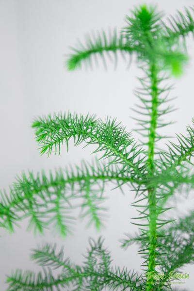 Араукария 1 ствол 10/30 см