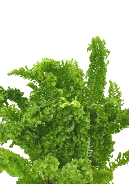 Папоротник Нефролепис Возвышенный в CUBE GLOSSY 14 Папоротник Нефролепис Возвышенный в CUBE GLOSSY 14