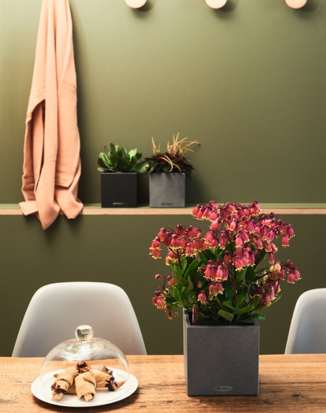 Кашпо LECHUZA Canto Stone 14х13.5 см