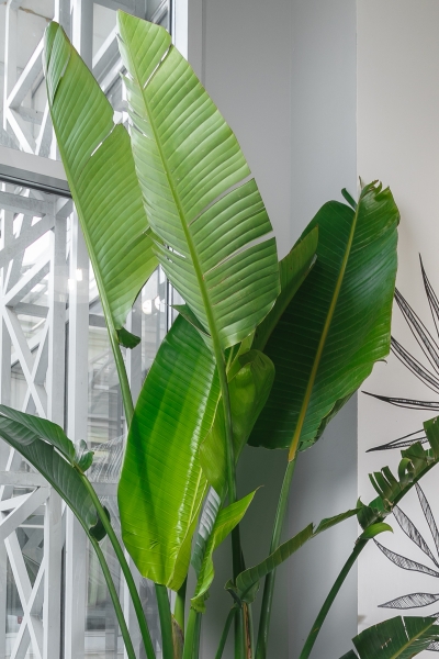 Стрелиция Николай 40/220 см