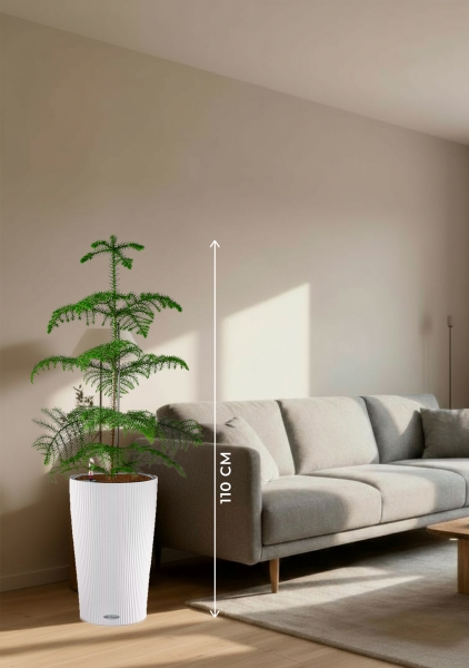 Араукария гетерофилла 24/110 в CILINDRO COLOR 32