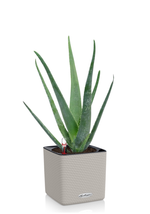 Алоэ Вера в CUBE 14, песочно-коричневый