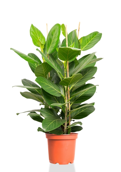 Фикус Бенгальский 3 ствола 27/90 см