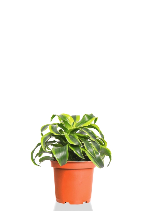 Драцена Торнадо розетка 12/20 см