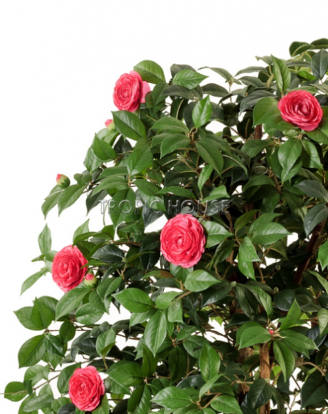 Камелия Вайн тёмно-розовая