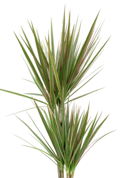 Драцена Маргината Биколор 2 ствола 17/70 см в QUADRO LS 21