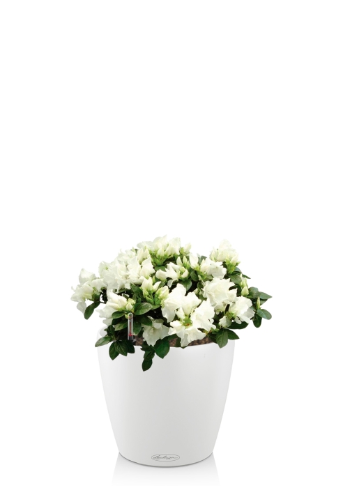 Азалия индика микс 12/25 см в CLASSICO COLOR 18, белый