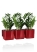 Замиокулькас в ЗЕЛЕНАЯ СТЕНА Home Kit Glossy 15