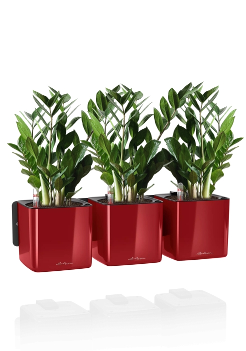 Замиокулькас в GREEN WALL Home Kit Glossy 15, ярко-красный блестящий