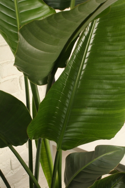 Стрелиция Николай 27/200 см в CILINDRO 32