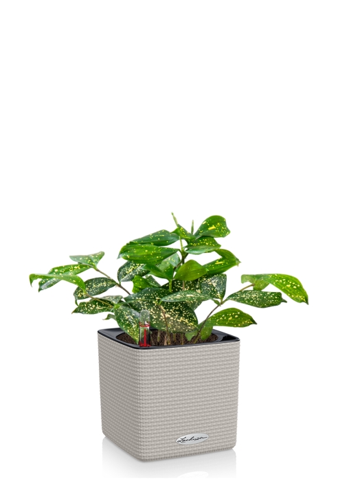 Драцена Суркулоза в CUBE 14, песочно-коричневый