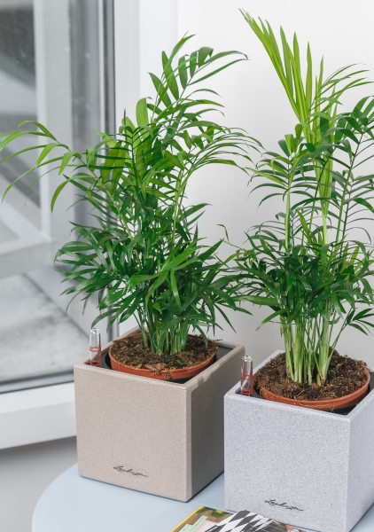 Хамедорея Элеганс 12/45 см Хамедорея Элеганс 12/45 см