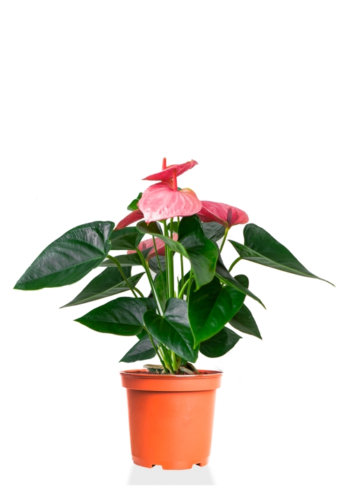 Антуриум розовый 12/40 см