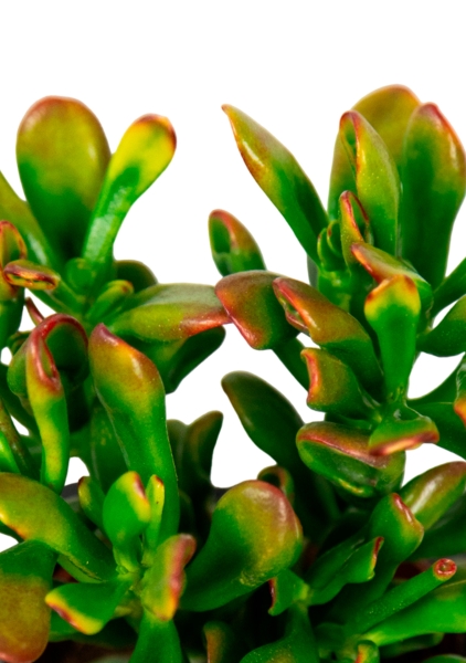 Крассула микс в CUBE COLOR 14