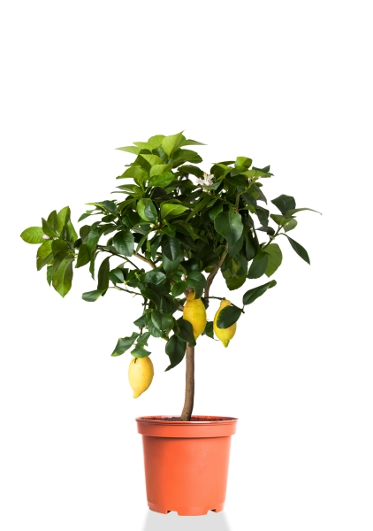 Цитрофортунелла Лимон 19/65 см