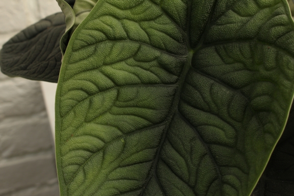 Алоказия Мело 14/20 см в CUBE COLOR 16 Алоказия Мело 14/20 см в CUBE COLOR 16