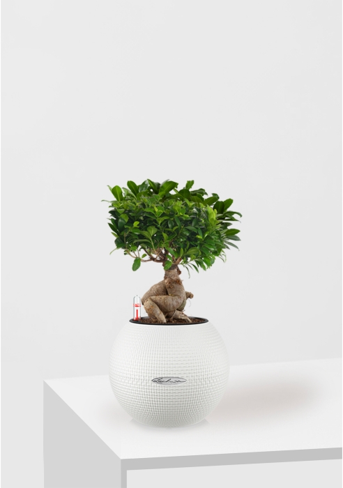 Фикус бонсай в PURO 20, белый