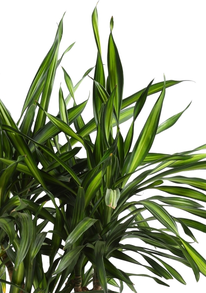 Драцена Рики бранч 27/140 см