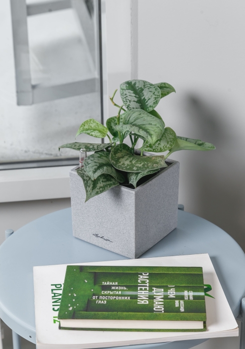 Сциндапсус Пиктус в CANTO STONE 14