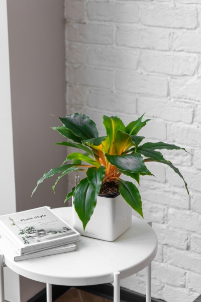 Хлорофитум Фаер Флеш в CUBE GLOSSY 14