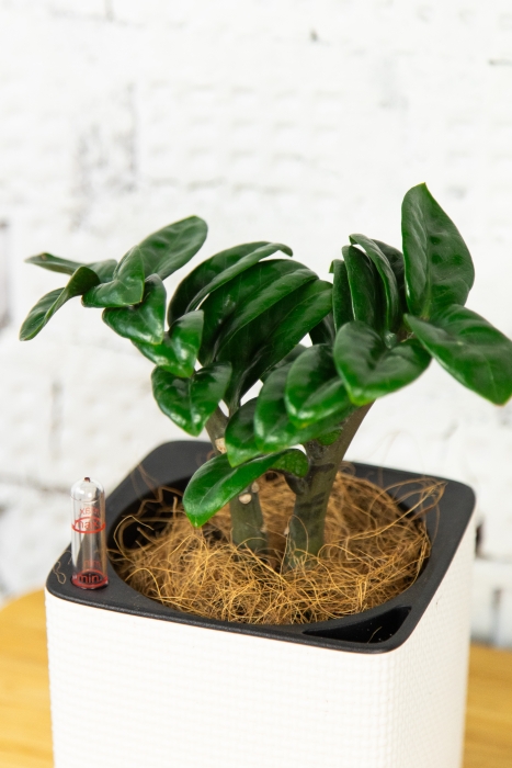 Замиокулькас Зензи 9/15 см