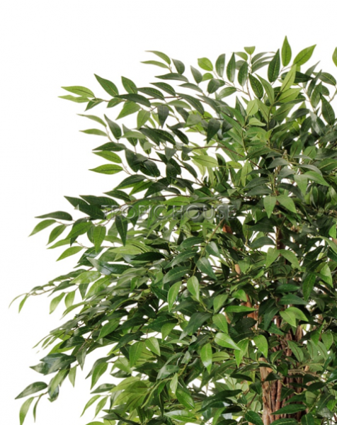 Фикус Френч Лиана Де Люкс