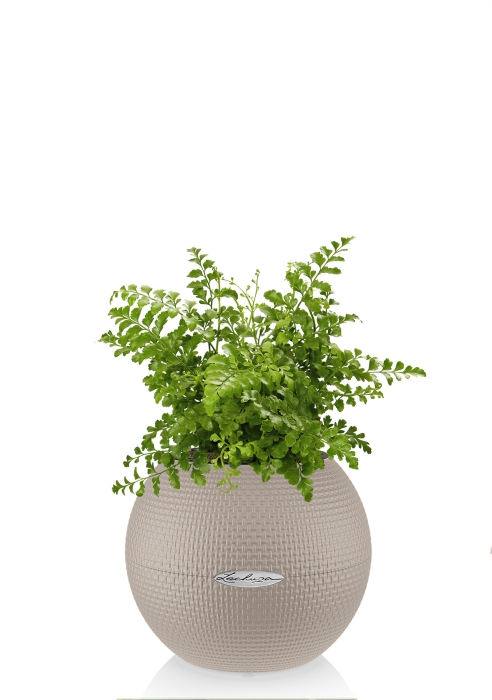 Папоротник Парвати в PURO 20, песочно-коричневый