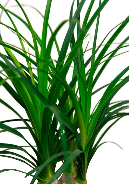 Нолина 3 луковицы 12/30 см в CUBE GLOSSY 16