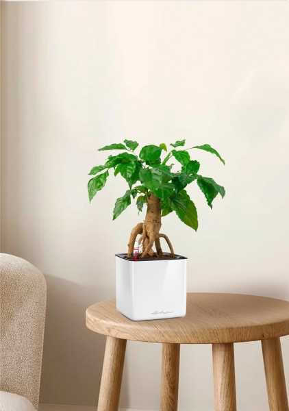 Радермахера бонсай 12/30 см в CUBE GLOSSY 14