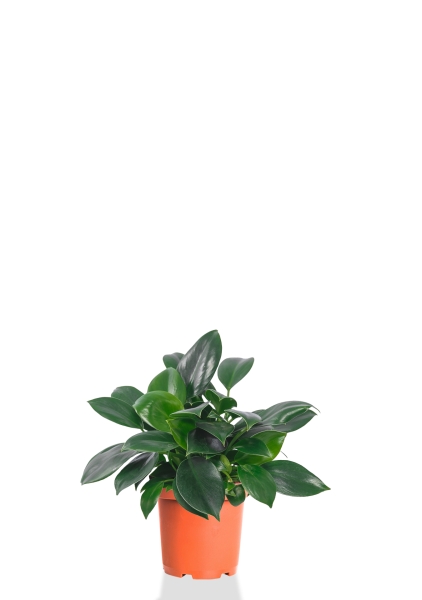 Филодендрон Грин Принцесс 12/25 см