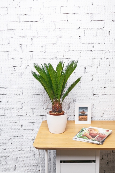 Цикас Революта 14/60 см