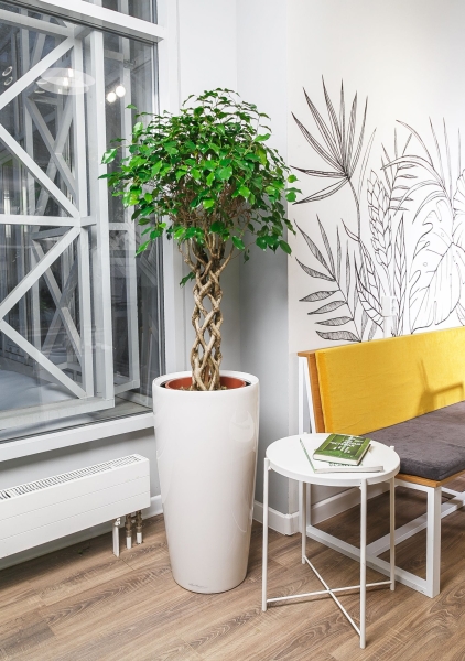 Фикус цилиндр в RONDO 40