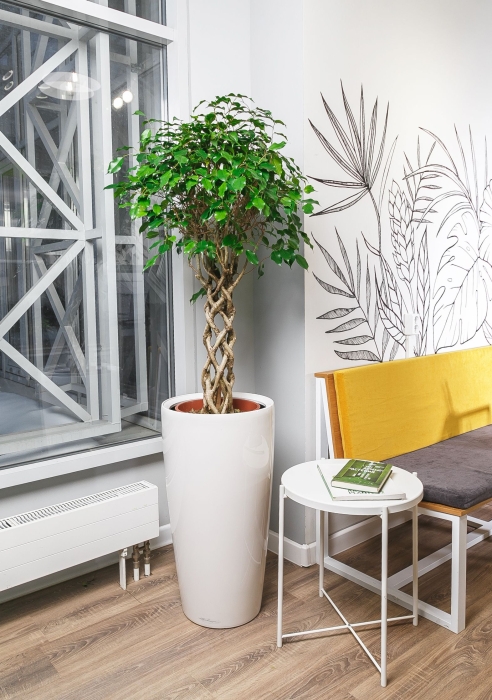 Фикус цилиндр в RONDO 40