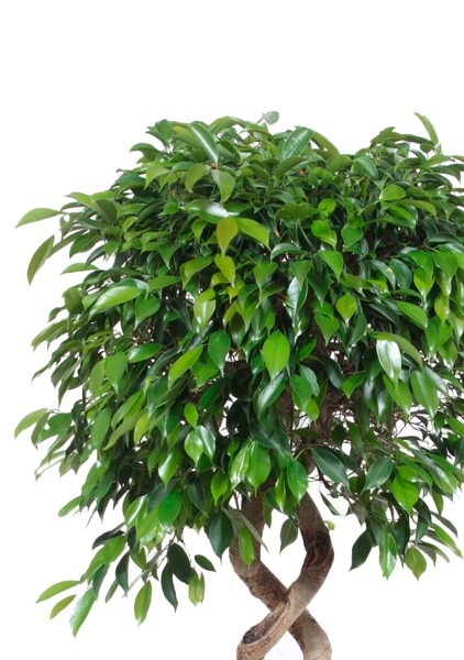 Фикус Бенджамина Экзотика двойная спираль 35/160 см Фикус Бенджамина Экзотика двойная спираль 35/160 см