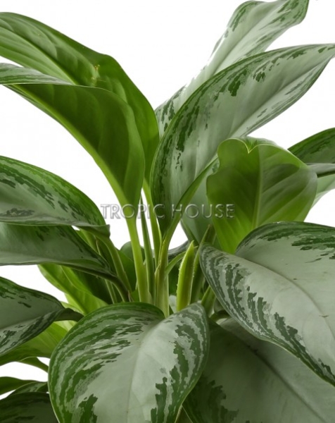 Аглаонема Сильвер Бей в CUBICO 30