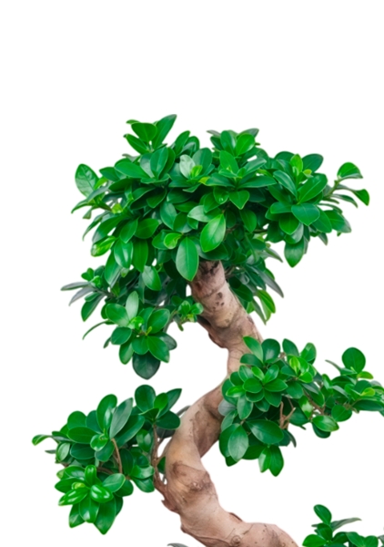 Фикус Микрокарпа Гинсенг 35/90 см в CUBICO 40