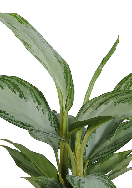 Аглаонема Сильвер Бей в PURO 20 Аглаонема Сильвер Бей в PURO 20