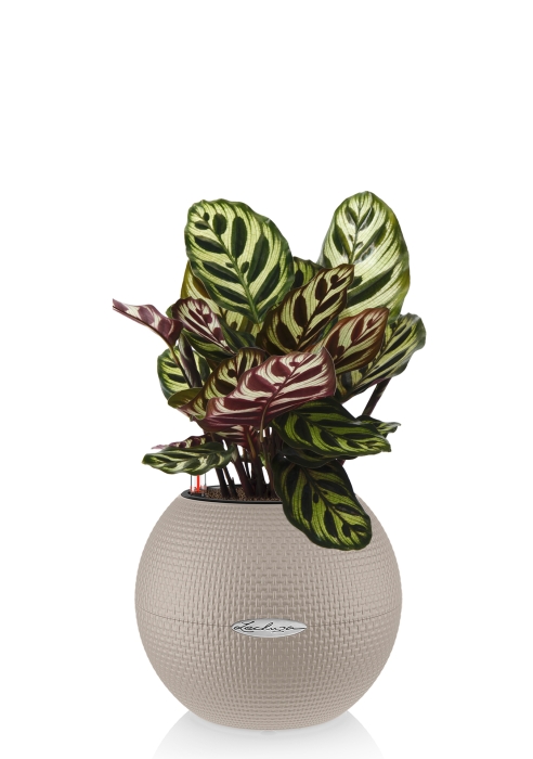 Калатея Макояна в PURO 20, песочно-коричневый