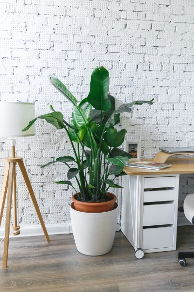 Стрелиция Николай 35/160 см