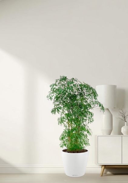 Полисциас Фрутикоза 27/140 см в CLASSICO COLOR 35 Полисциас Фрутикоза 27/140 см в CLASSICO COLOR 35